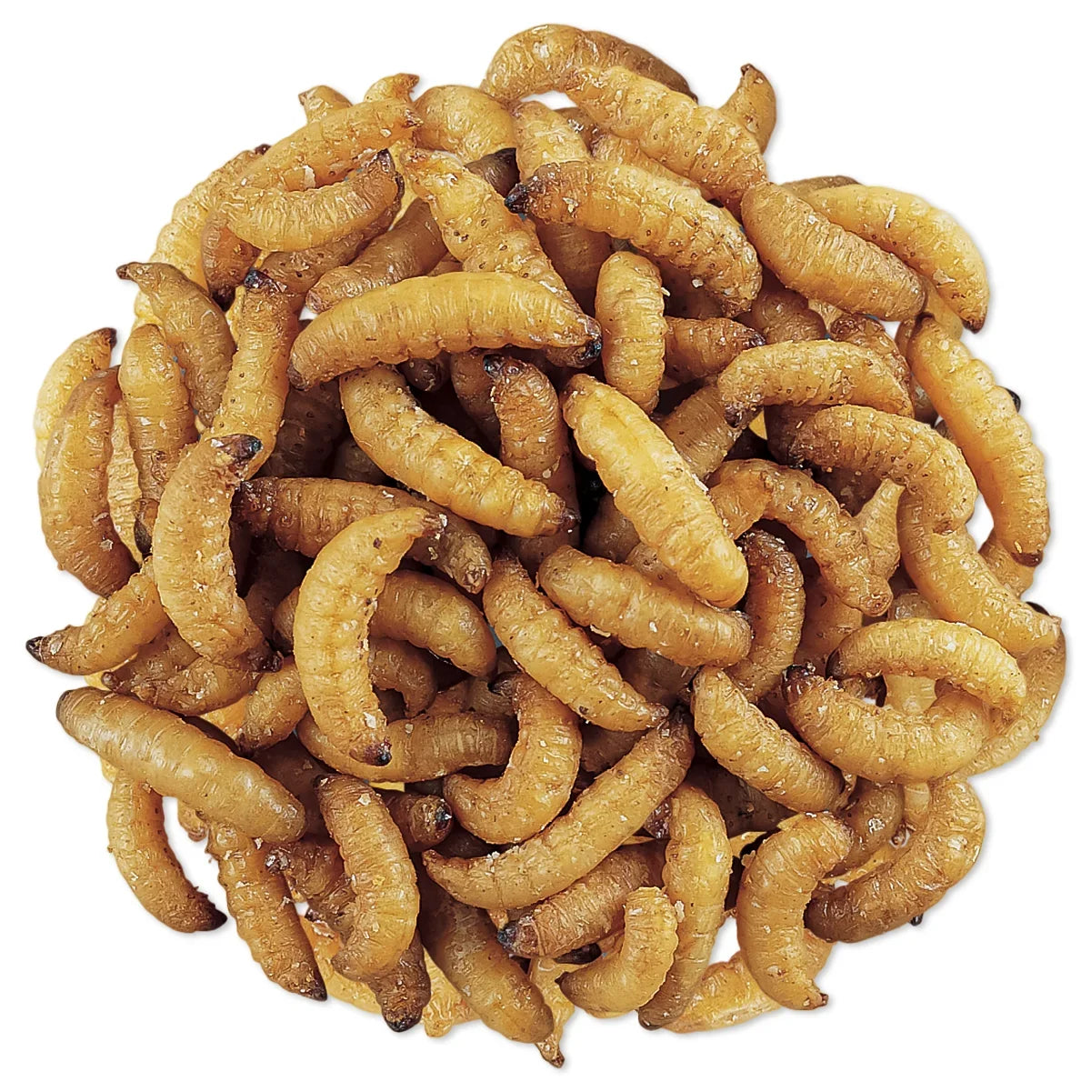 WaxSnax Roasted Waxworms, 5 oz.