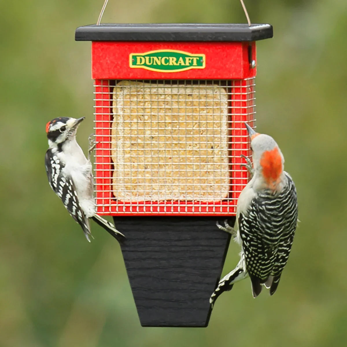 Duncraft Three Woodpecker Suet Shield™ Wrap Feeder