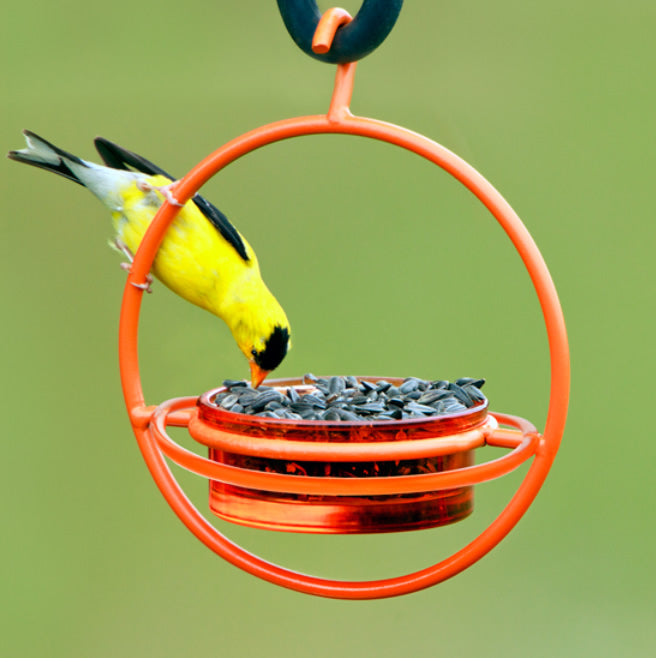 Orange Hanging Sphere Feeder with Perch