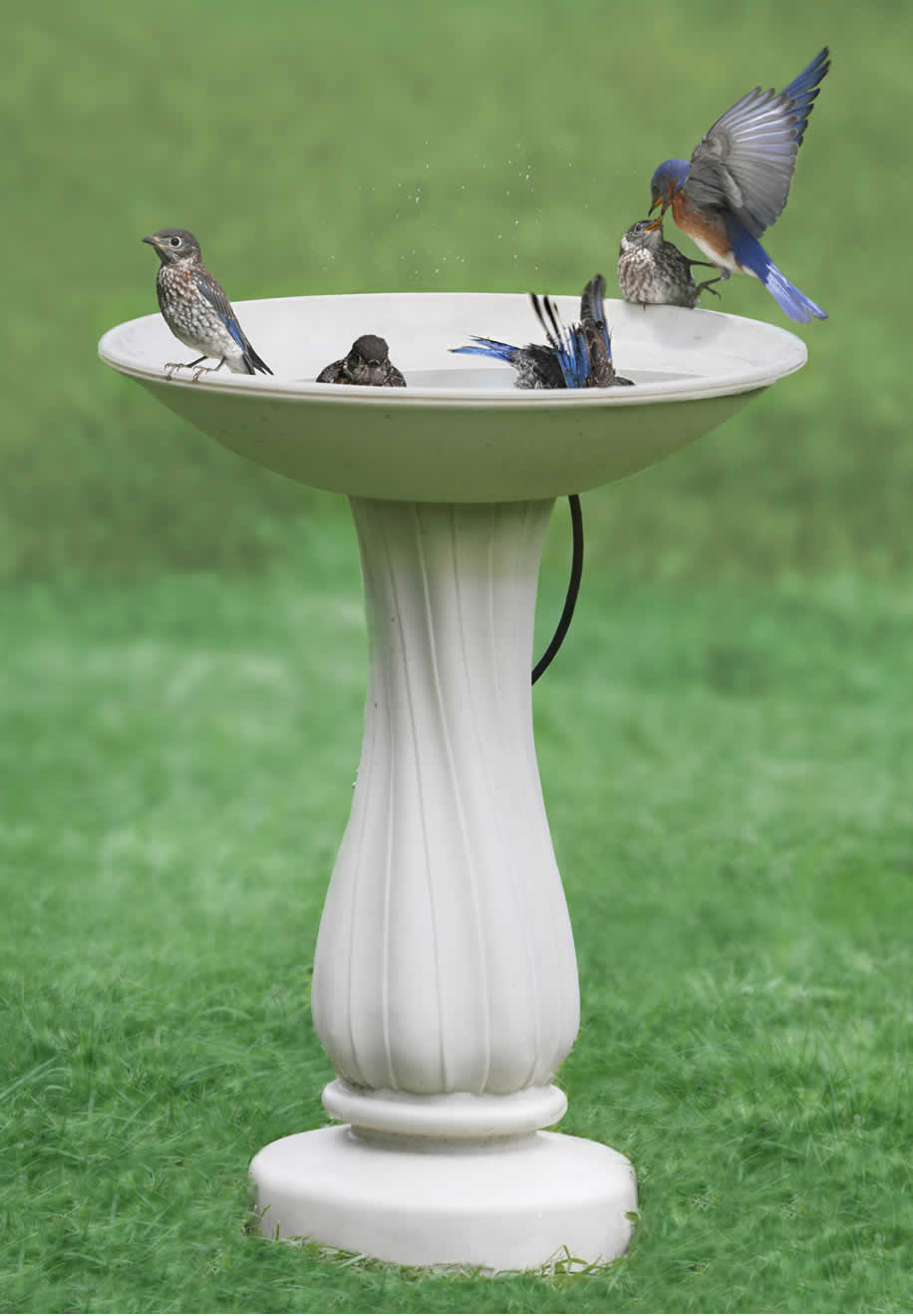 All-Seasons Heated Bath with 25" Pedestal