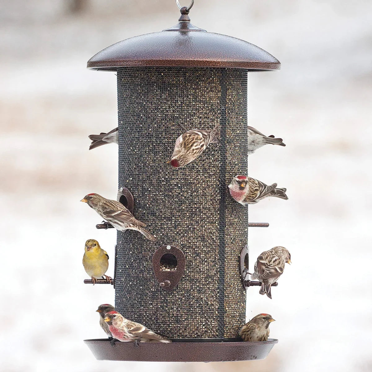 Giant Combo Seed Bird Feeder
