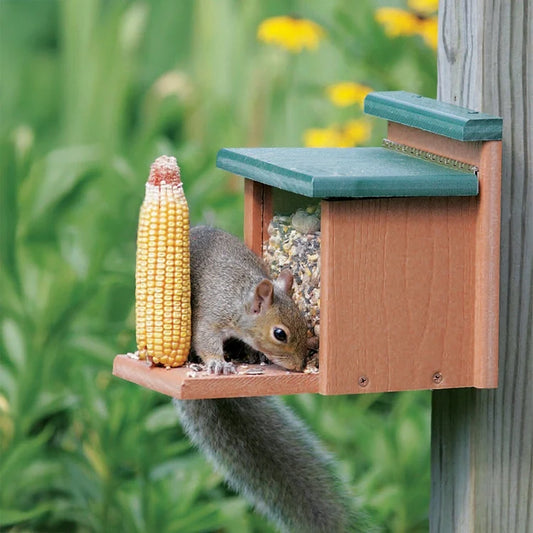 Recycled Squirrel Munch Box