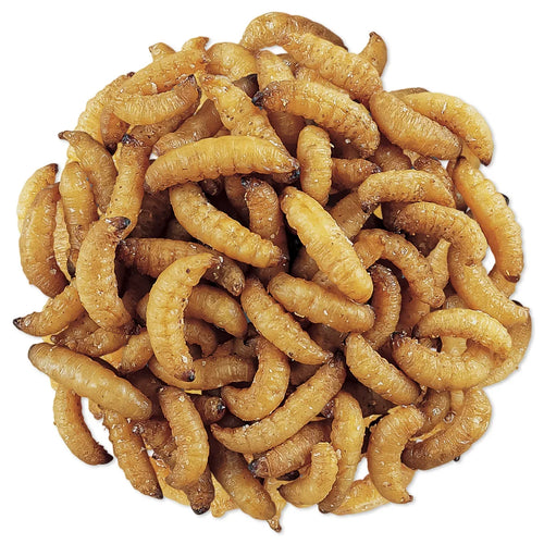 WaxSnax Roasted Waxworms, 5 oz.