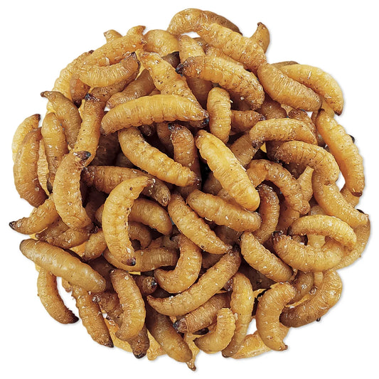 WaxSnax Roasted Waxworms, 5 oz.