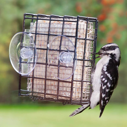 Duncraft Window Suet Shield™ Blocker Feeder