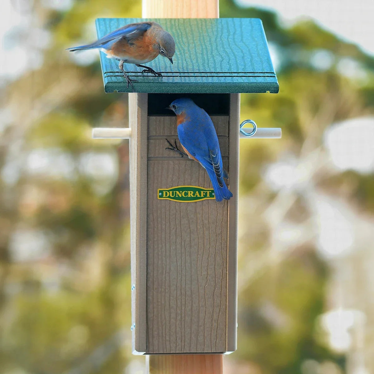 Duncraft Bird-Safe® Slotbox Peterson Bluebird House