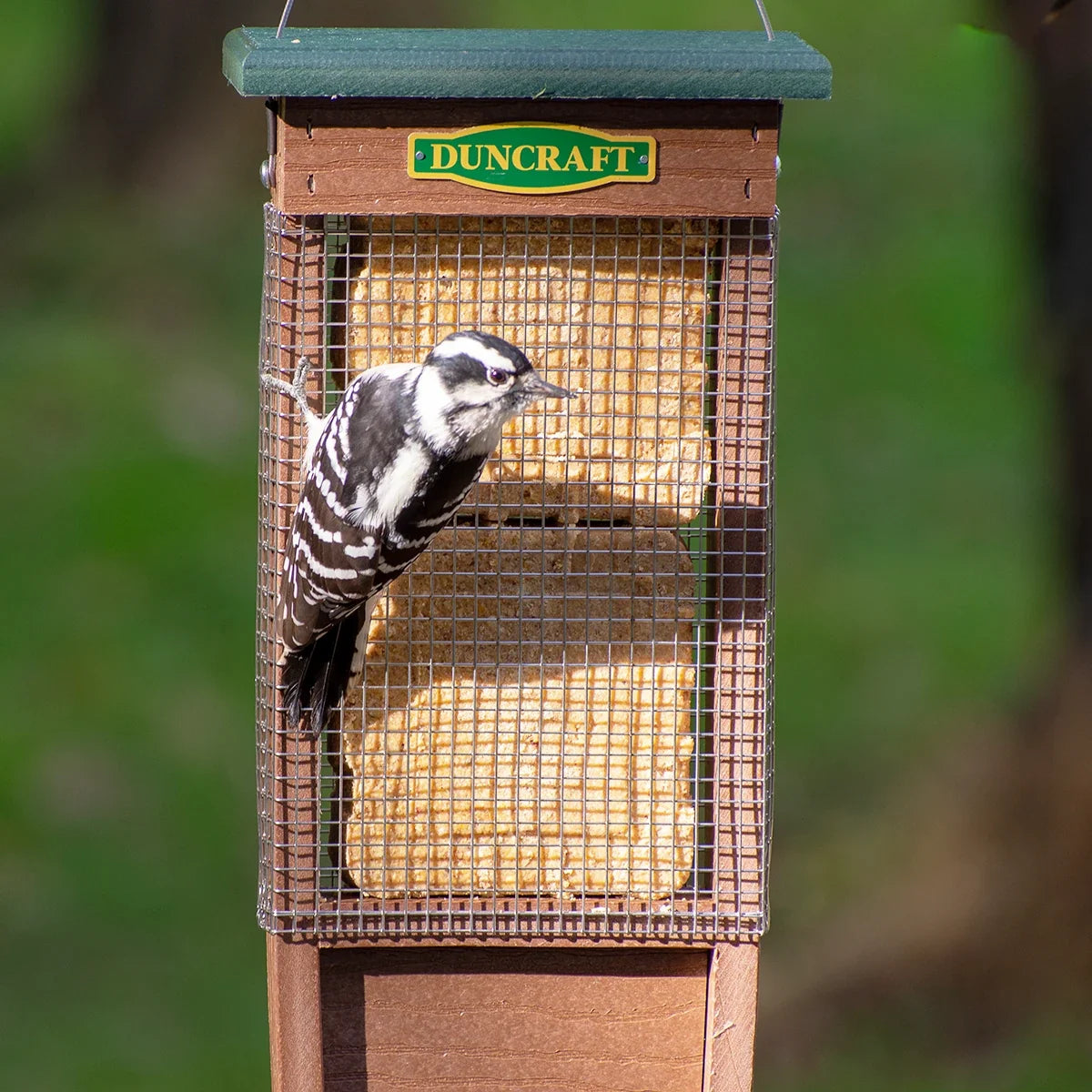 Pileated Woodpecker Suet Shield™ Wrap Feeder
