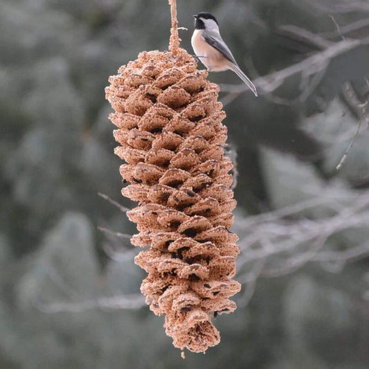 Giant Pine Cone for The Birds