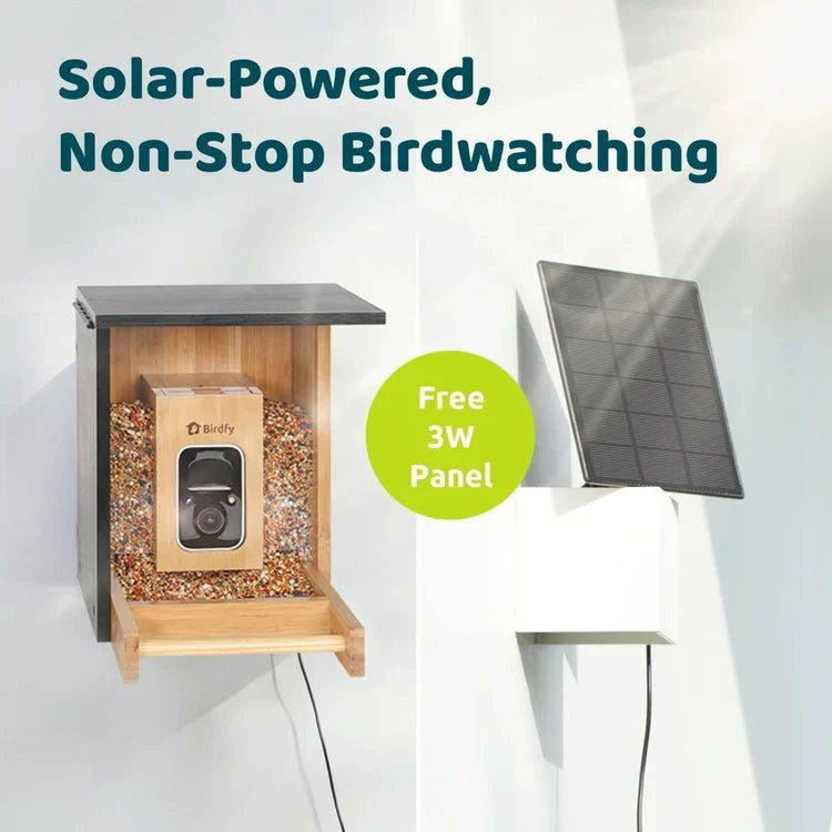 Birdfy Mini Bamboo Bird Feeder with Camera