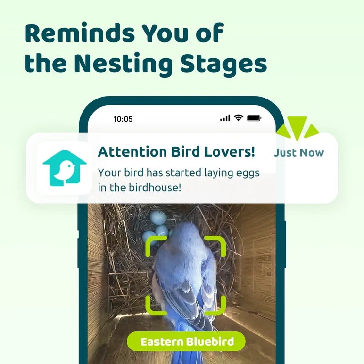 Birdfy Nest Polygon - Smart Birdhouse with Camera