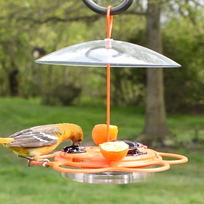 All-In-One Oriole Buffet