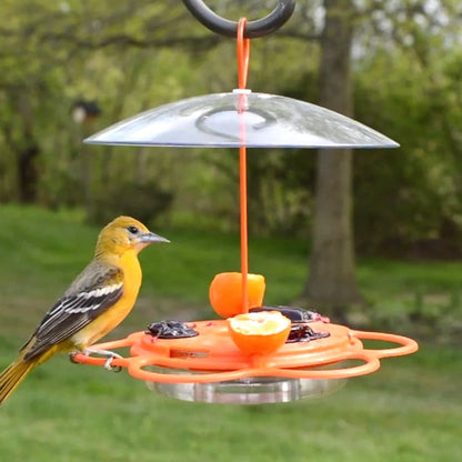 All-In-One Oriole Buffet