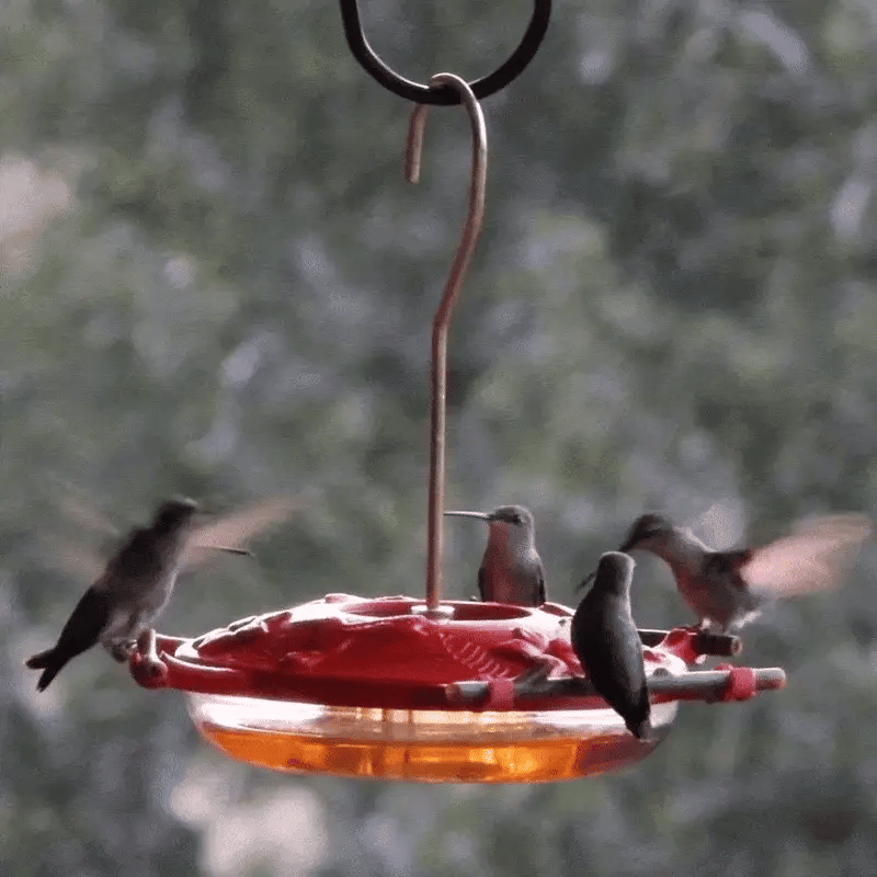 Pop's® AspenPerch™ Hummingbird Feeder